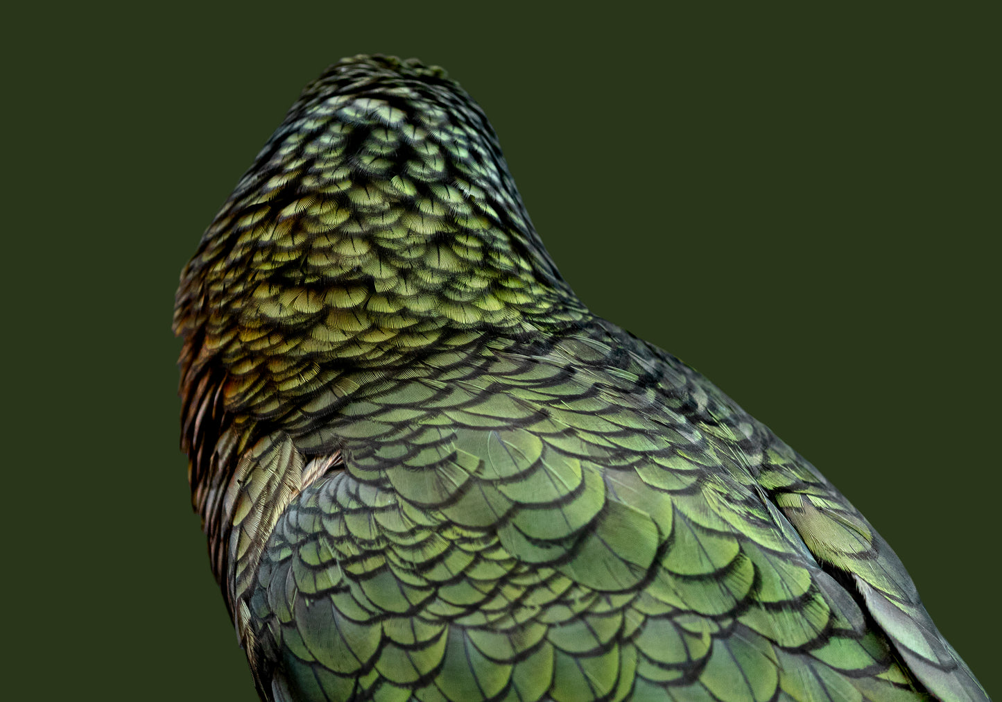 Feathers of Mayhem