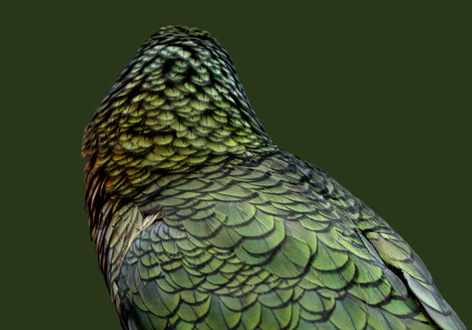 Feathers of Mayhem