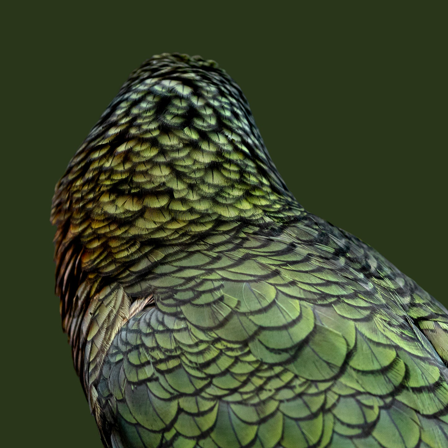 Feathers of Mayhem