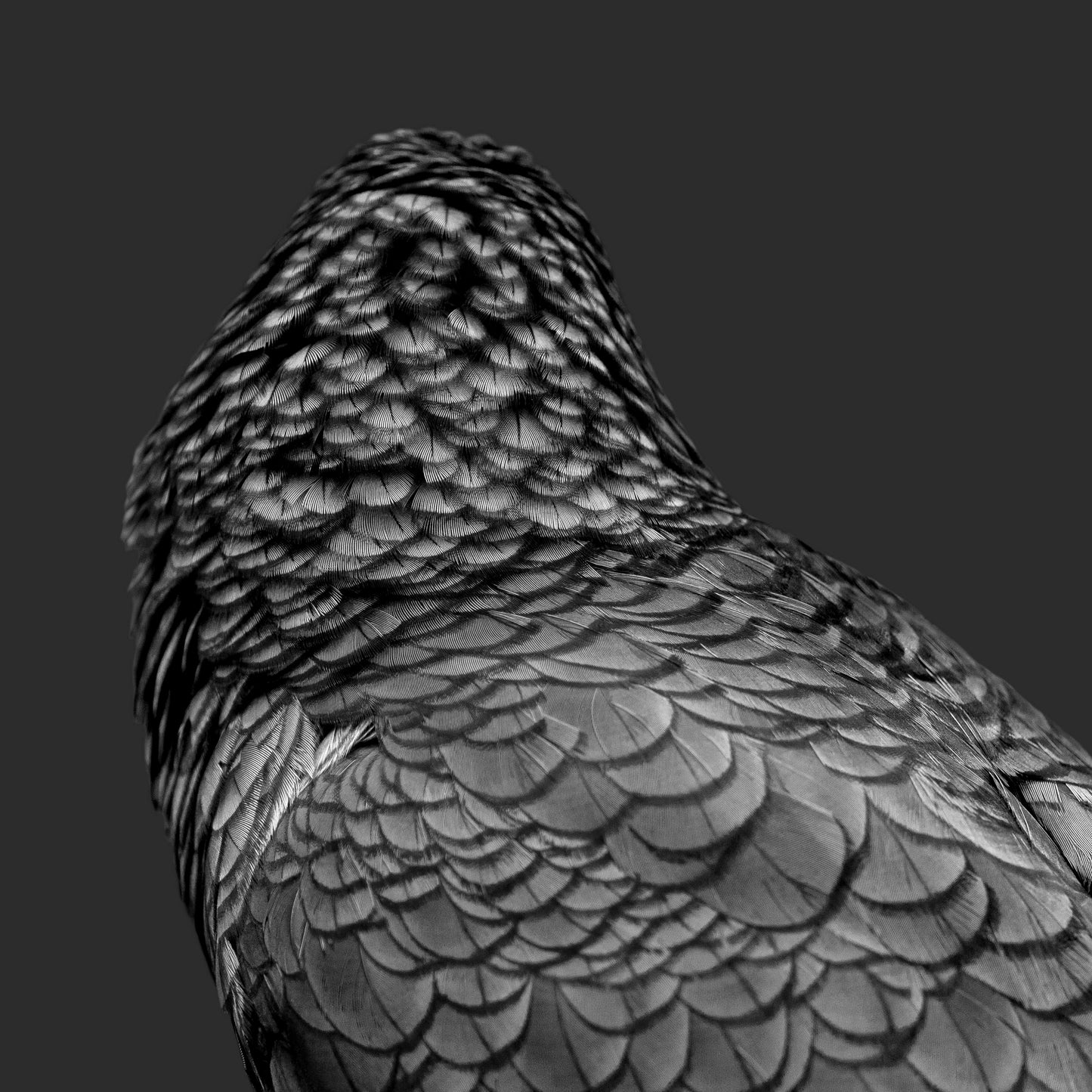 Feathers of Mayhem