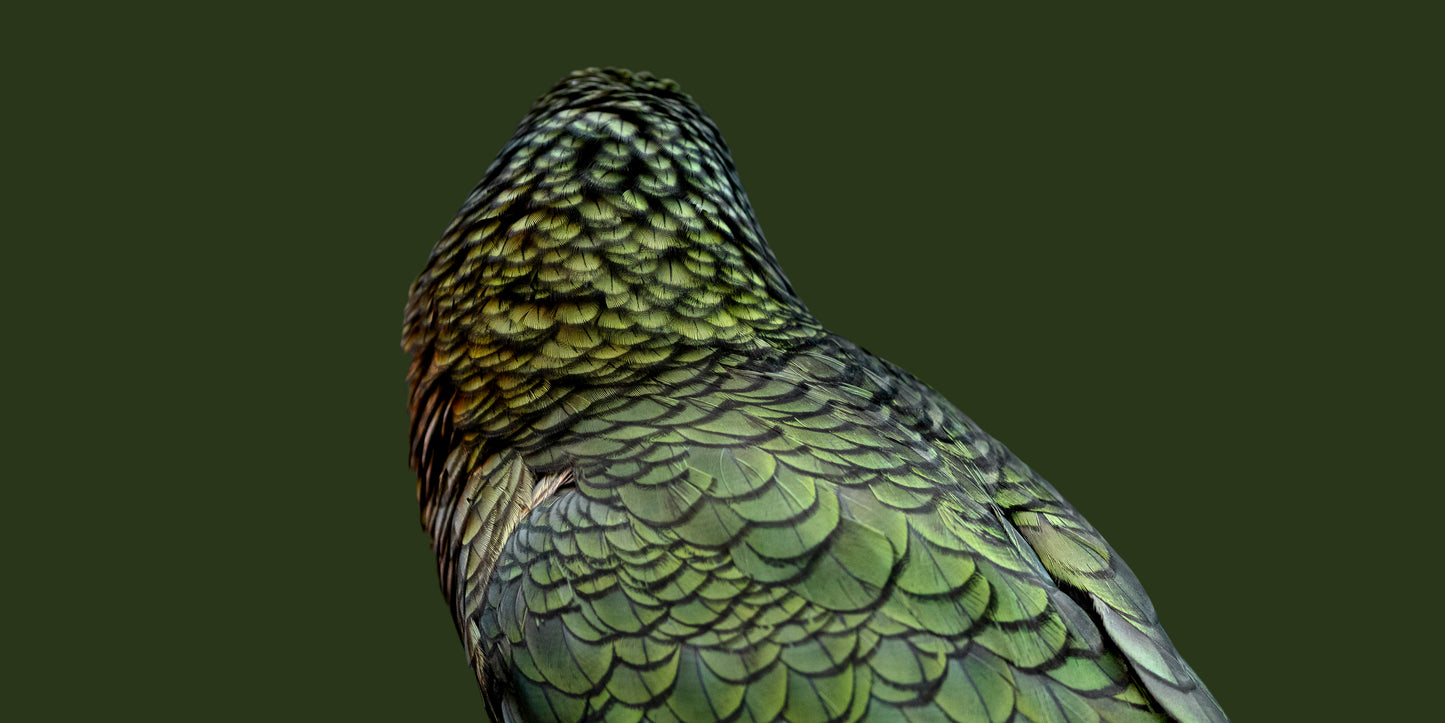 Feathers of Mayhem