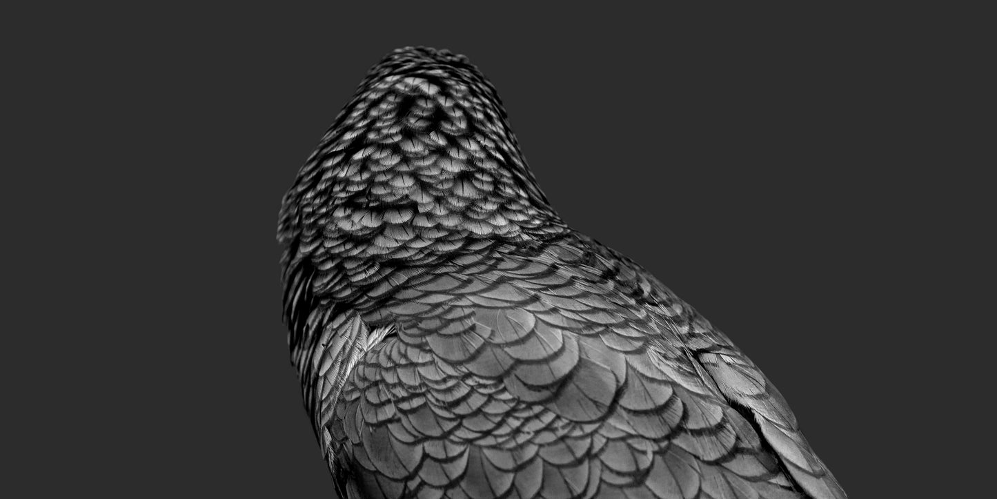 Feathers of Mayhem