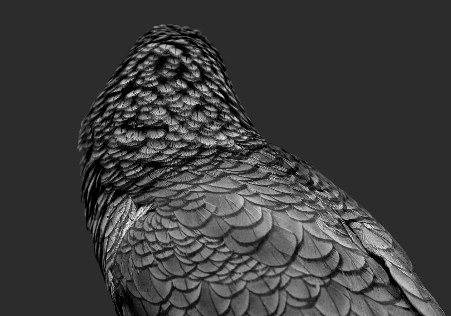Feathers of Mayhem