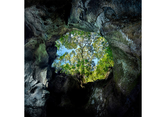 Portal of Life