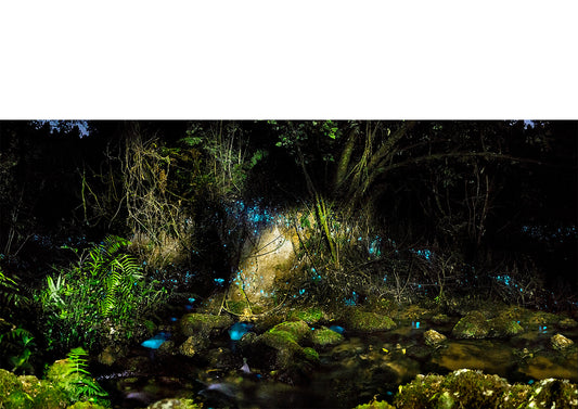 Glowworms