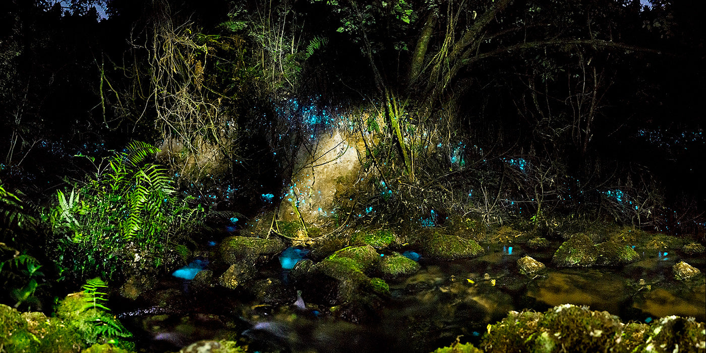 Glowworms