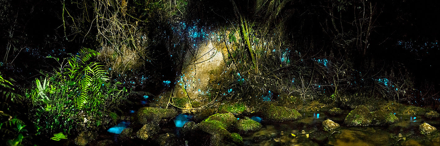 Glowworms
