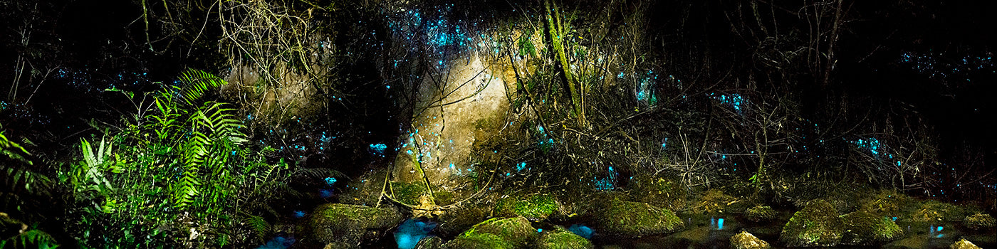 Glowworms