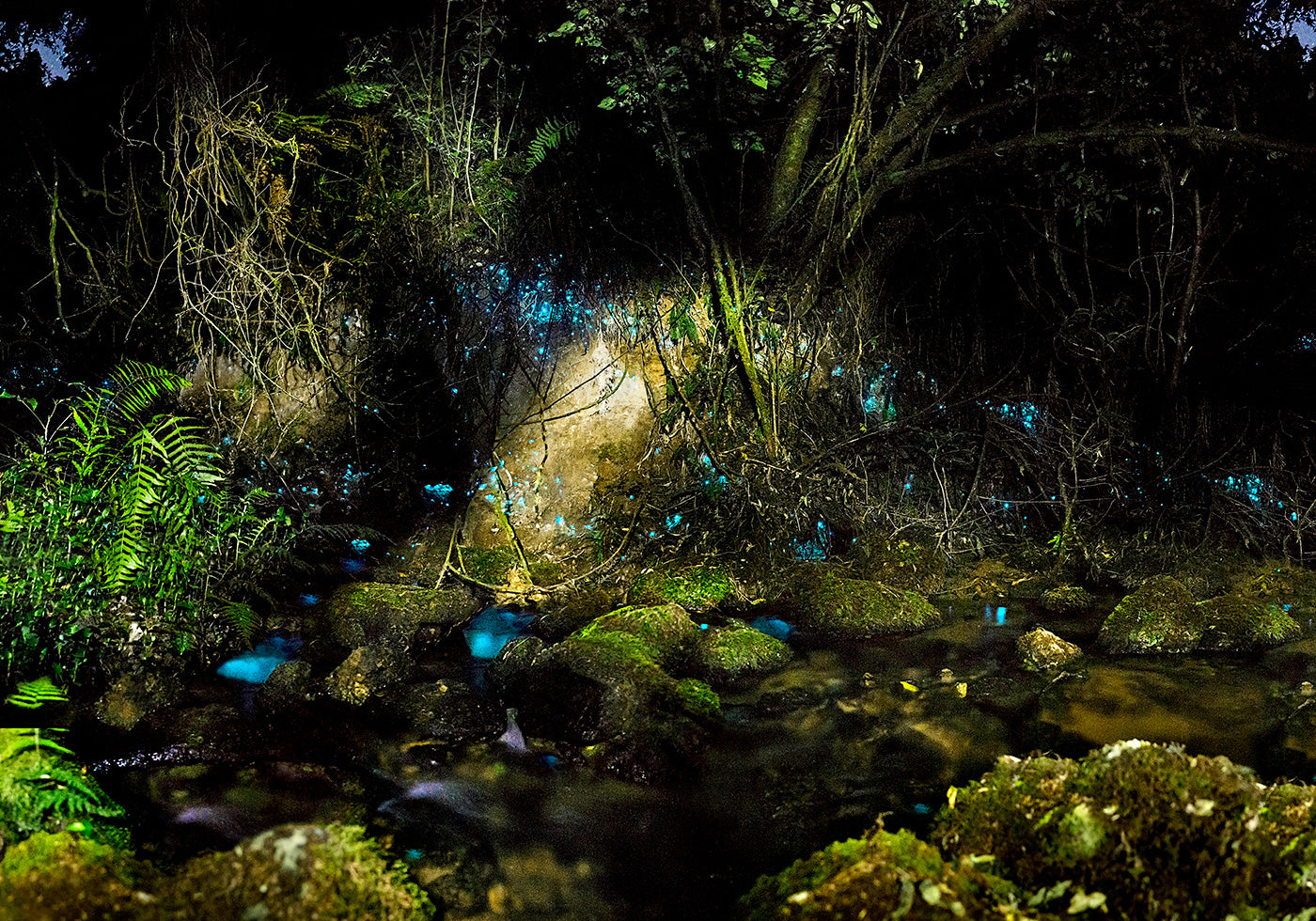 Glowworms