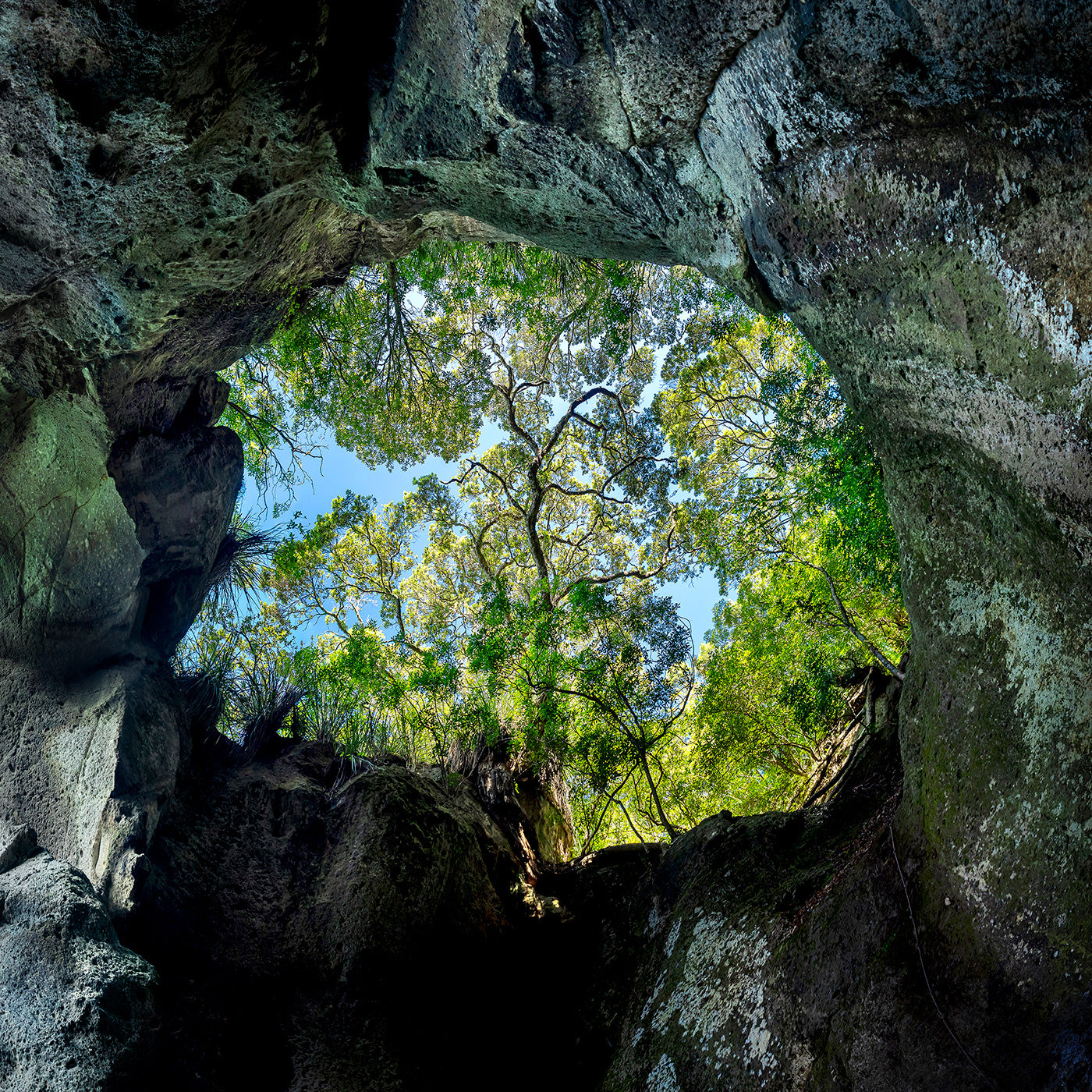 Portal of Life