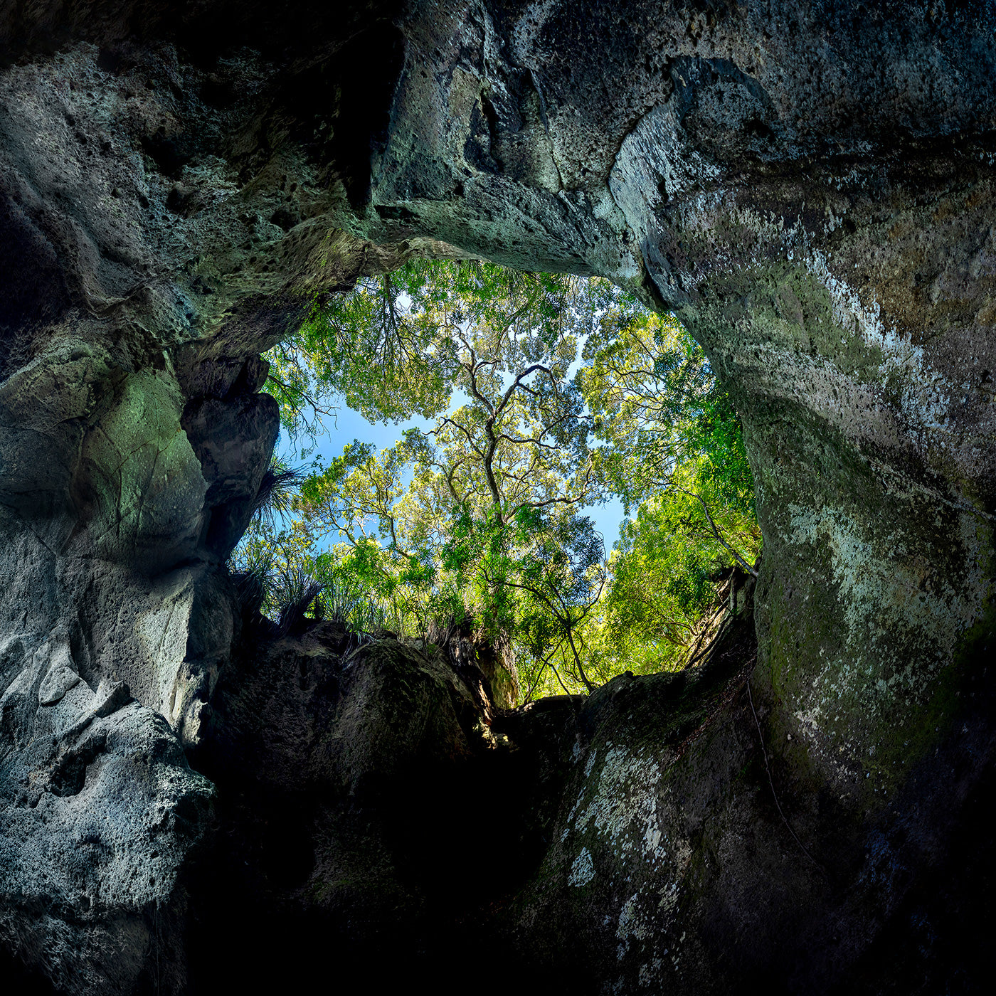 Portal of Life