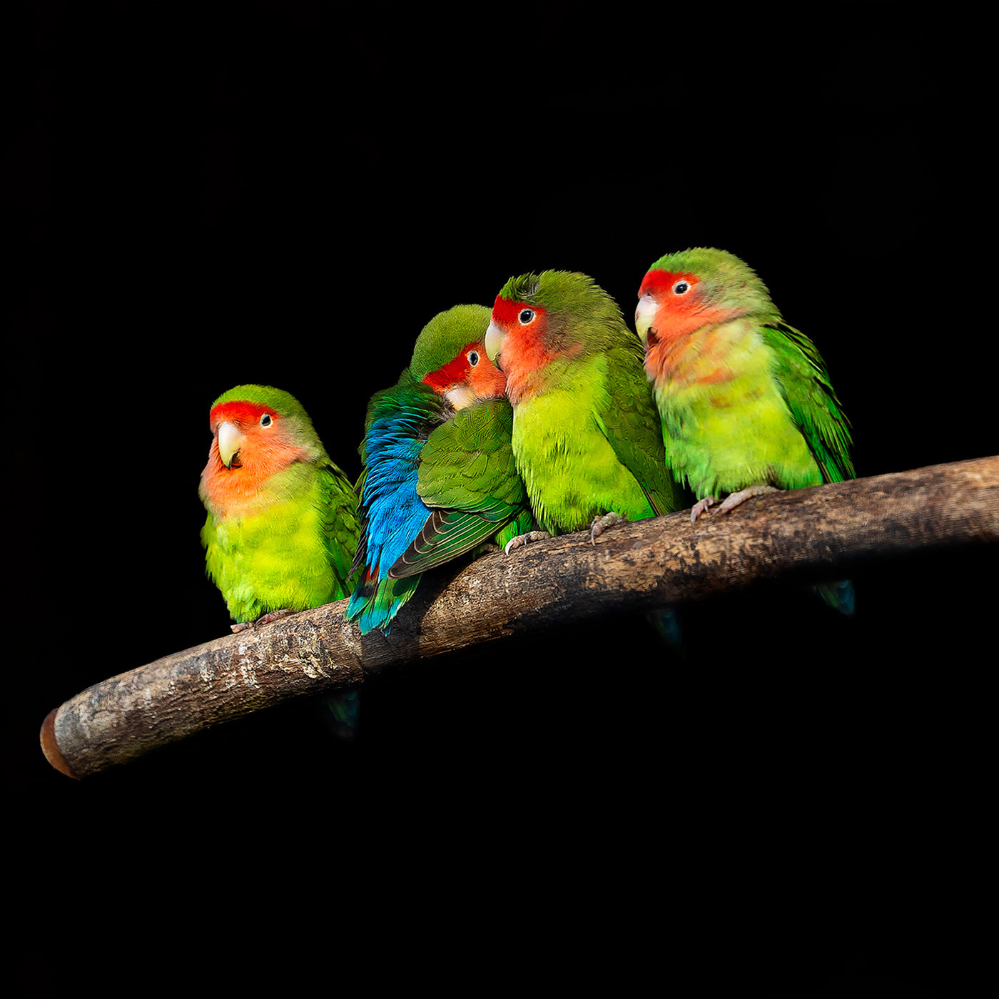 Four Little Gossipers