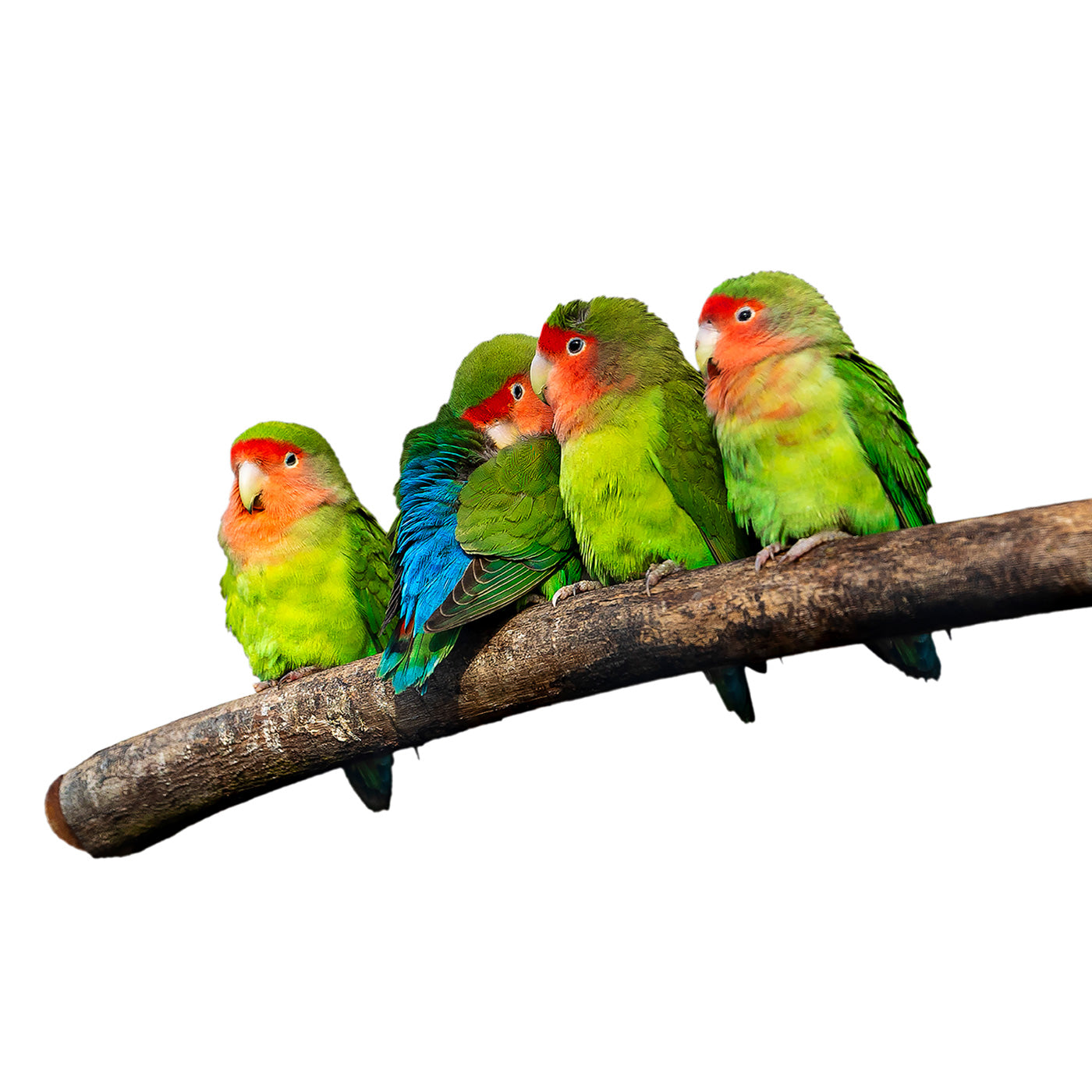Four Little Gossipers