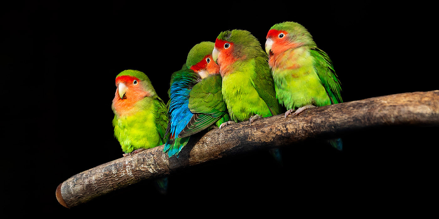 Four Little Gossipers