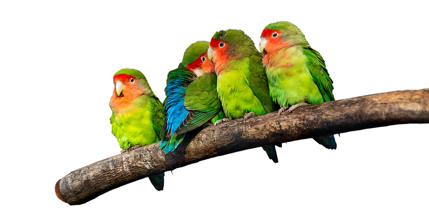 Four Little Gossipers