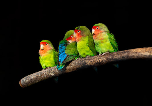 Four Little Gossipers