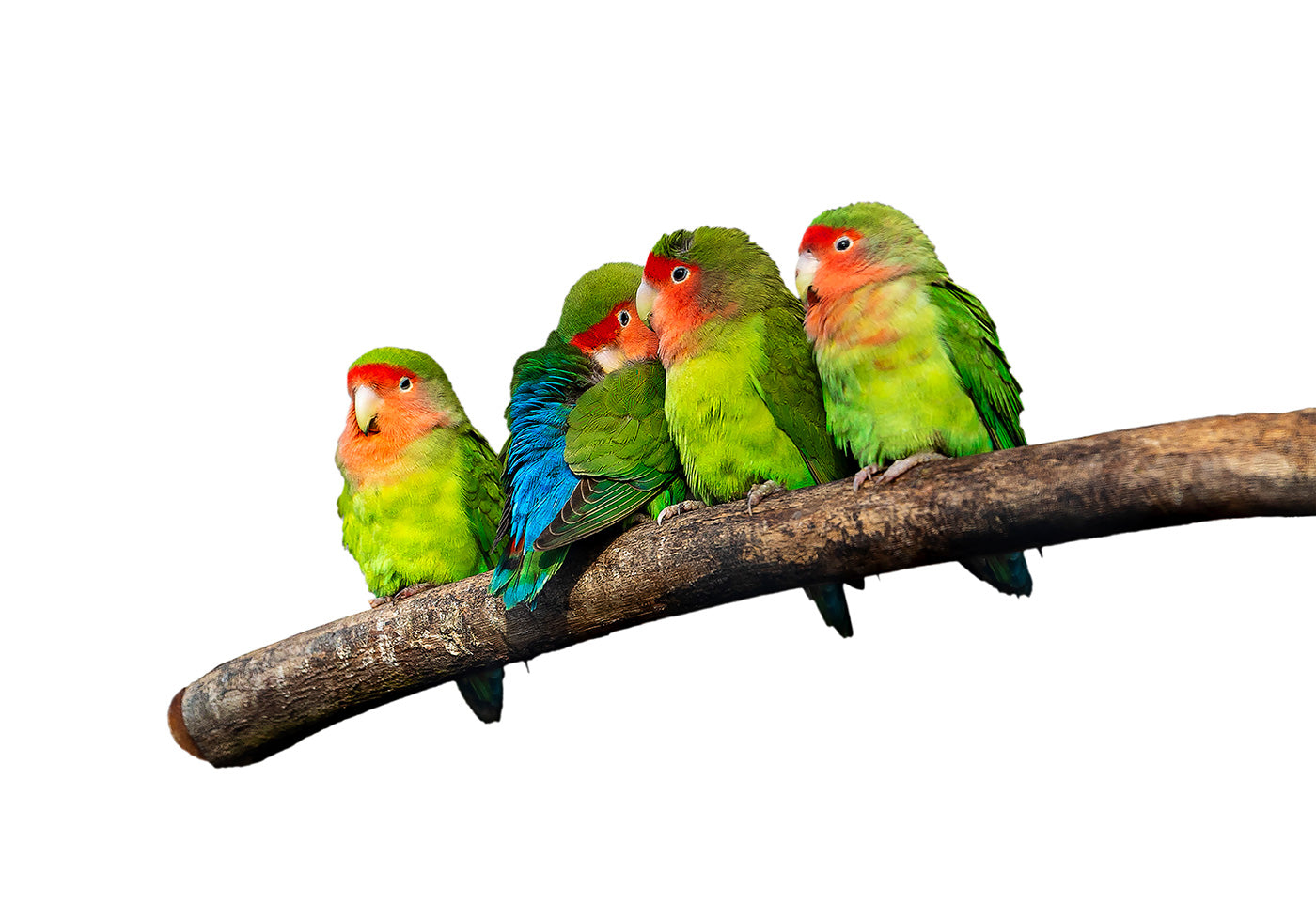 Four Little Gossipers