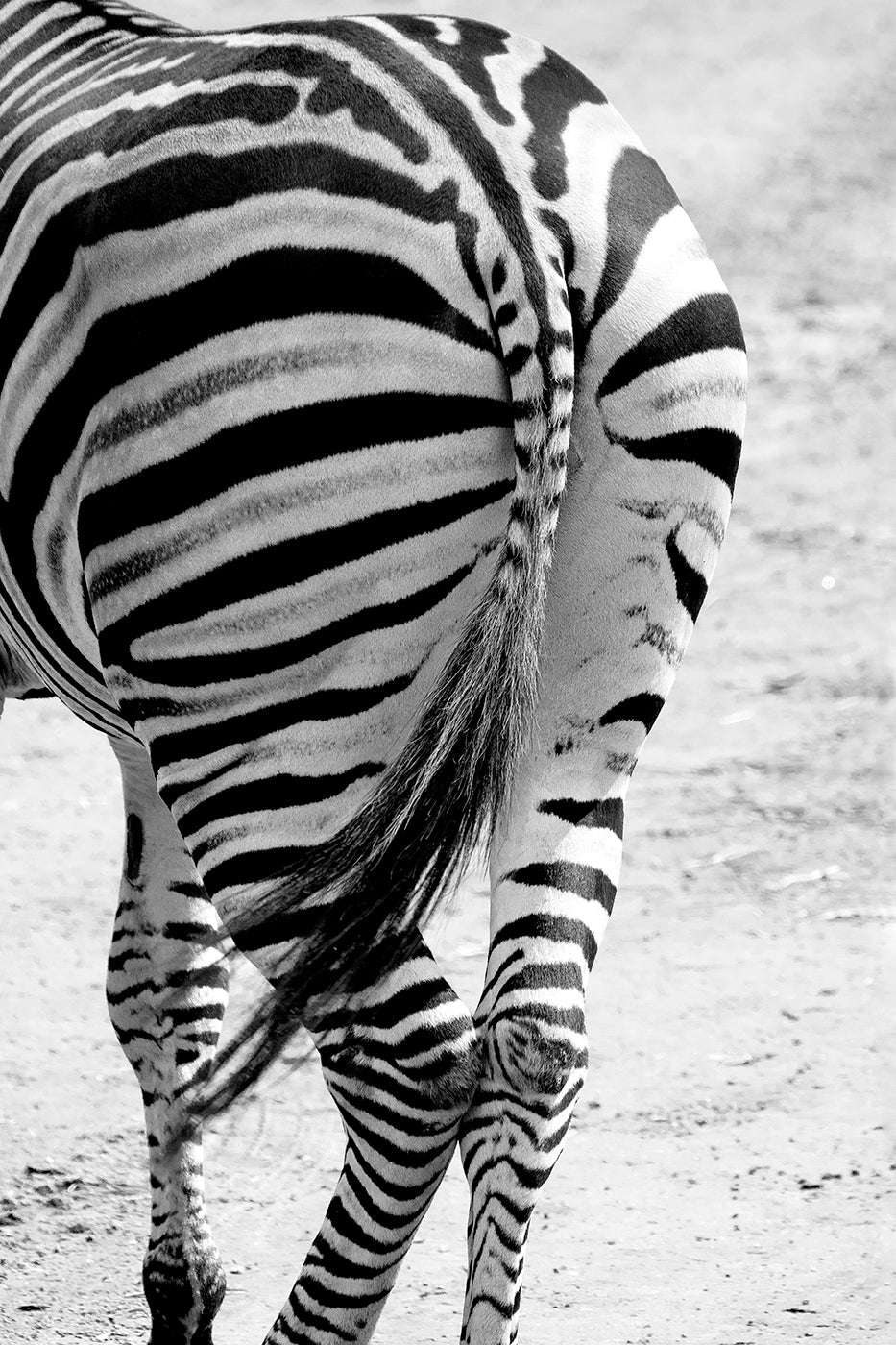 Bold Stripes (No Looking Back)